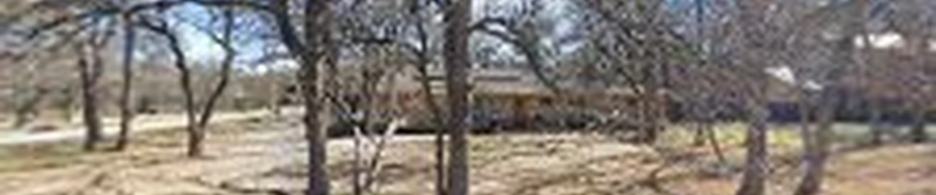 Texas Tree Experts