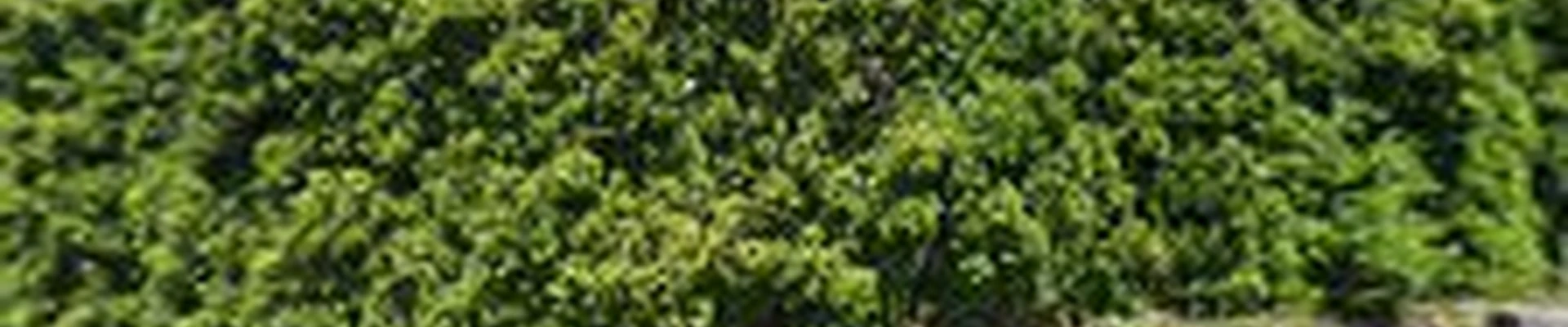 Cataleya's Landscaping Services LLC