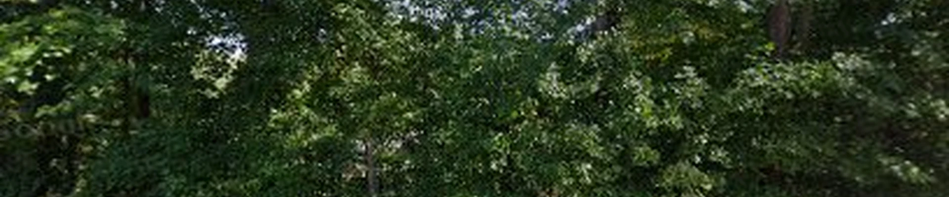Tracey's Tree Services & Landscaping