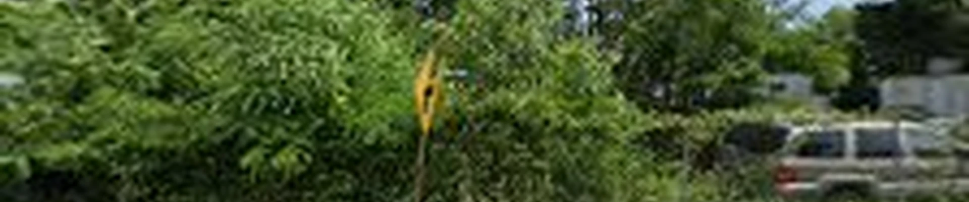 Fama Tree Service
