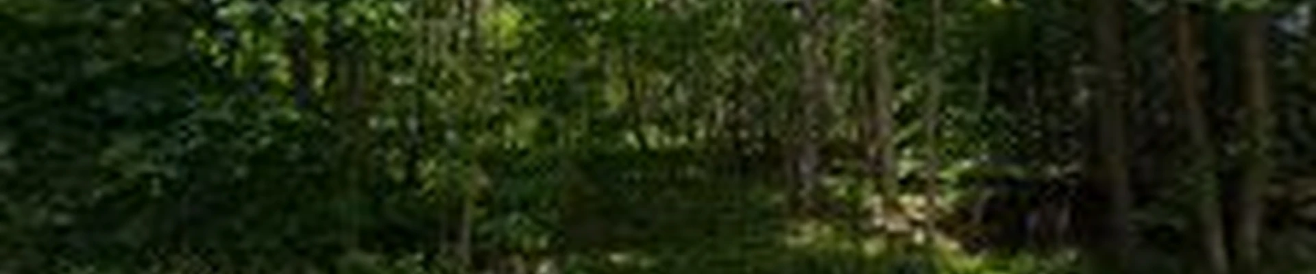 Timberland Tree Service