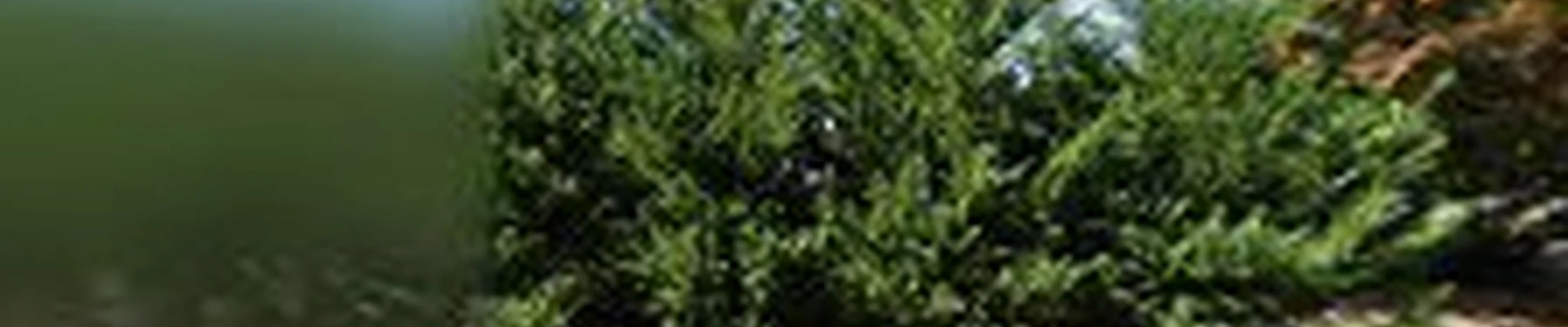 B & C Tree Service Inc.