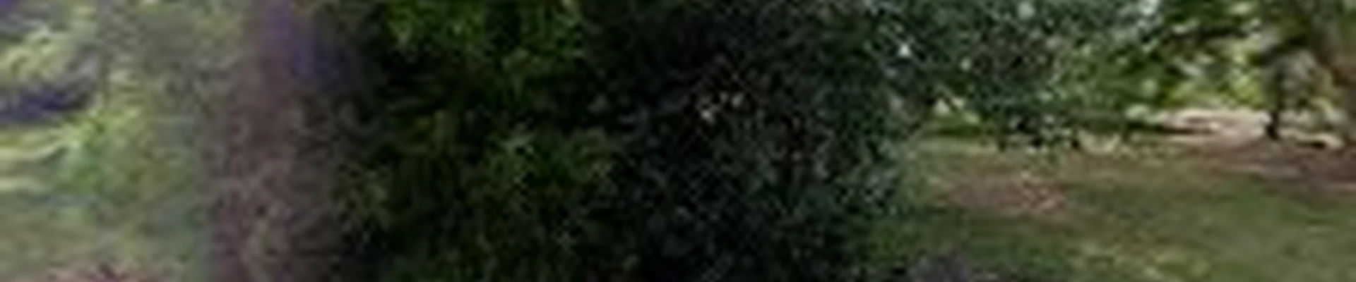 Arbor Tree Landscape & Design Services