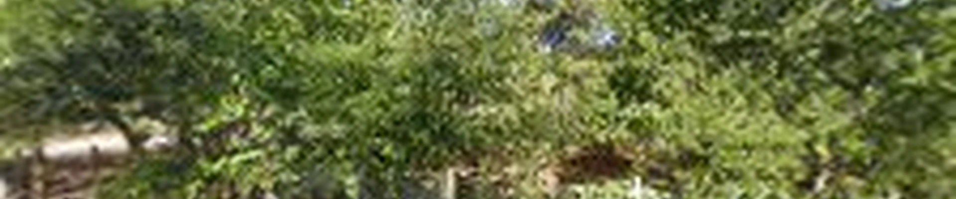 Dos Reyes Tree Service LLC