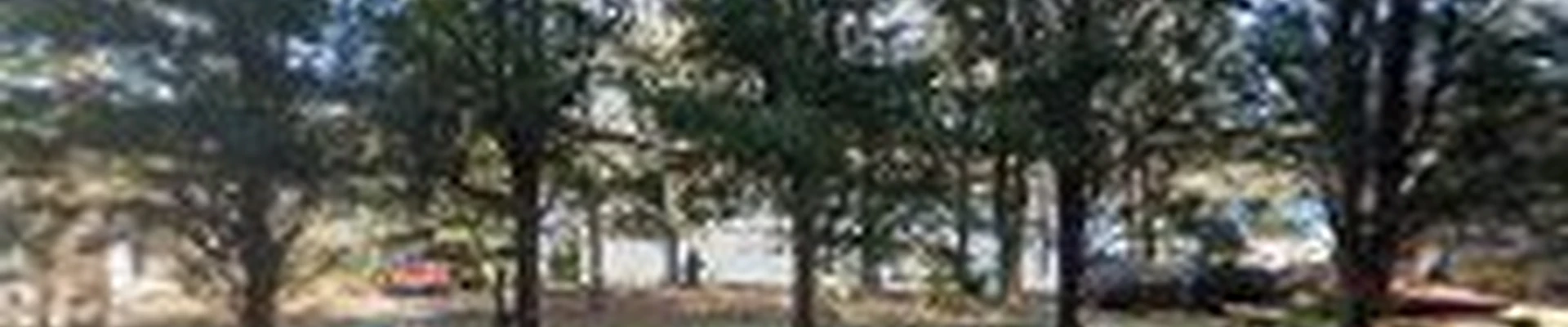 Evans tree service