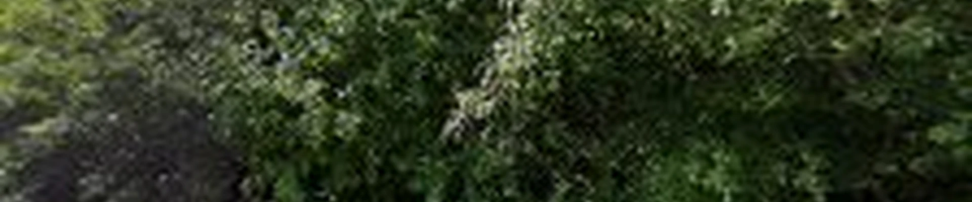 Darryl's Tree Service