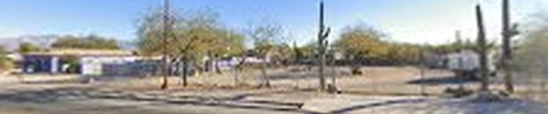 Arizona Cactus & Trees