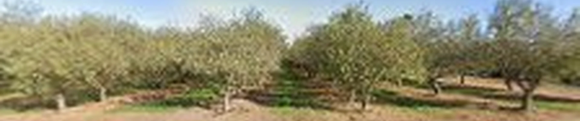 D Pro Tree Service