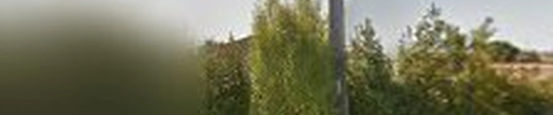AAA tree service