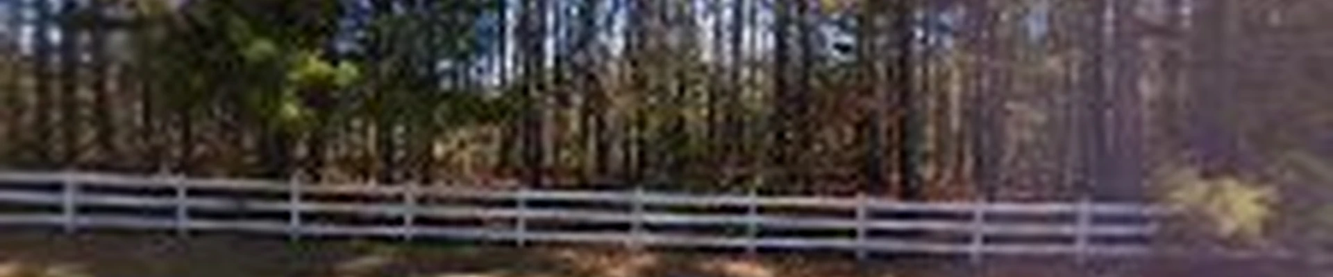 Black Bear Tree Service