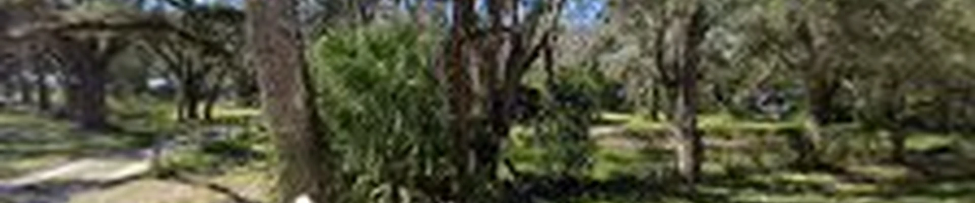 M & R Tree Care