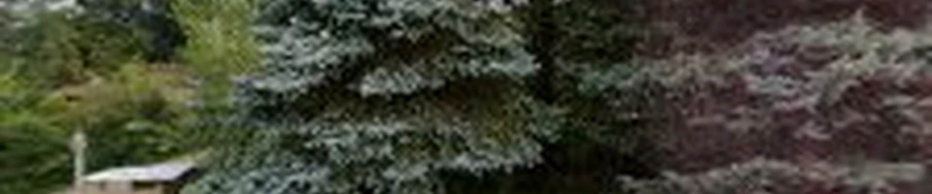 ARK Tree Service