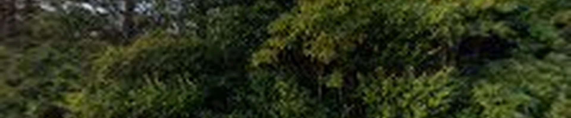 R&B Tree Service and Stump Removal