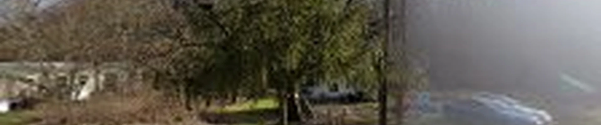 Tree Monkey Tree Service