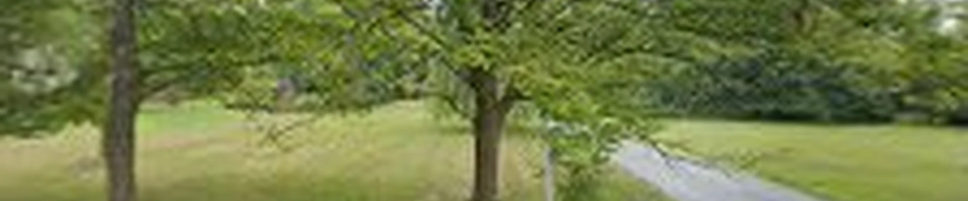 Ground zero stump grinding