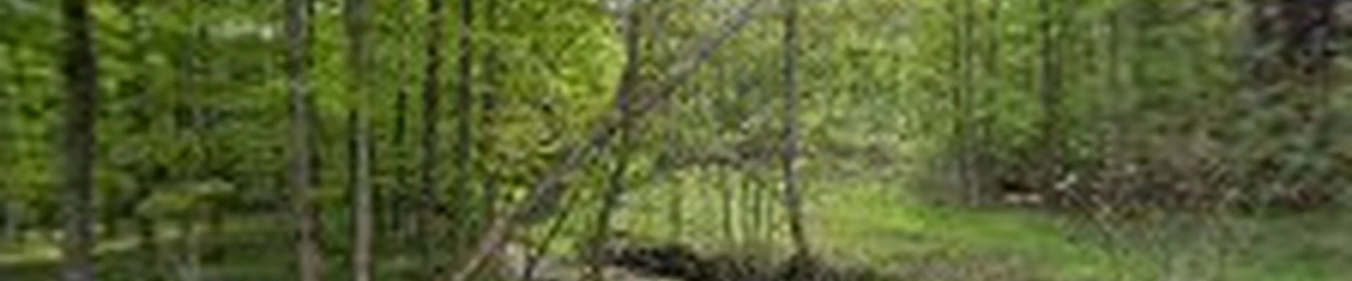 Great Lakes Tree Services Inc