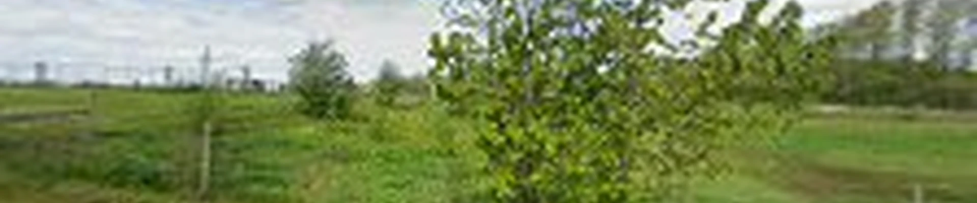 Niagara Arborists Inc.