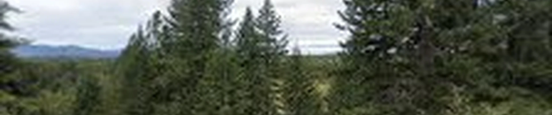 Select Cut Tree Services
