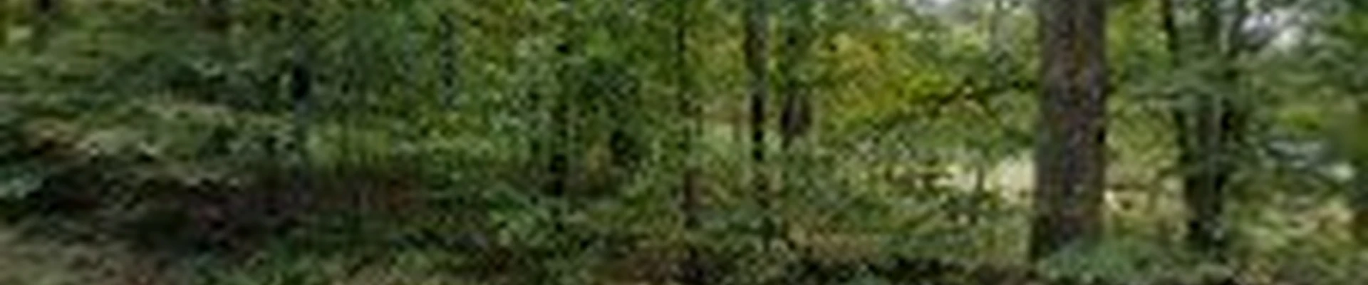 J.D. Pasquale tree service “Arborist”