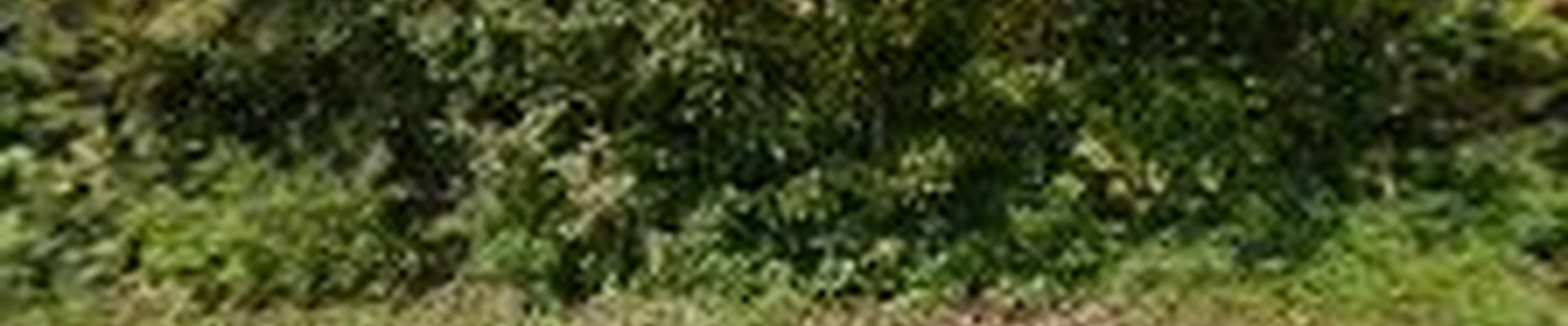 TIMBER TIGER TREE SERVICE