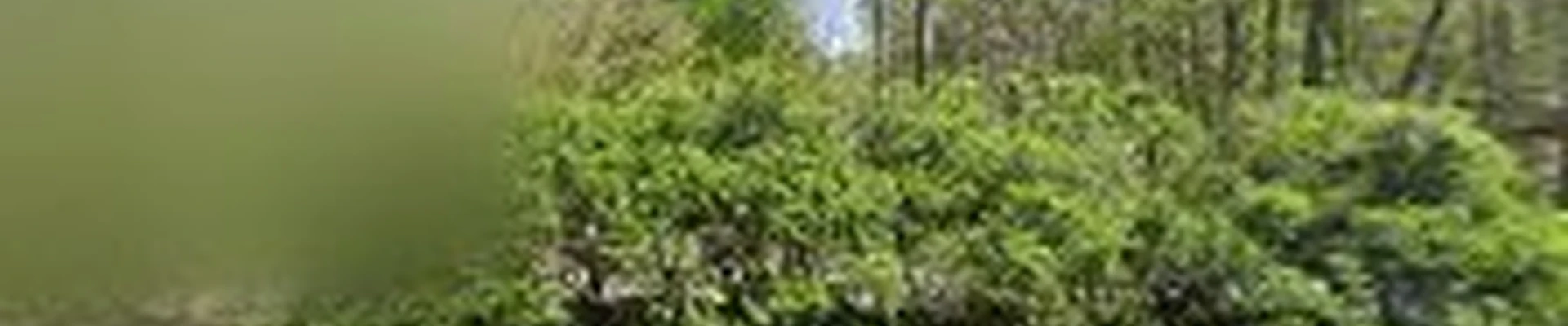 Jedidiah Sawyer Tree Service