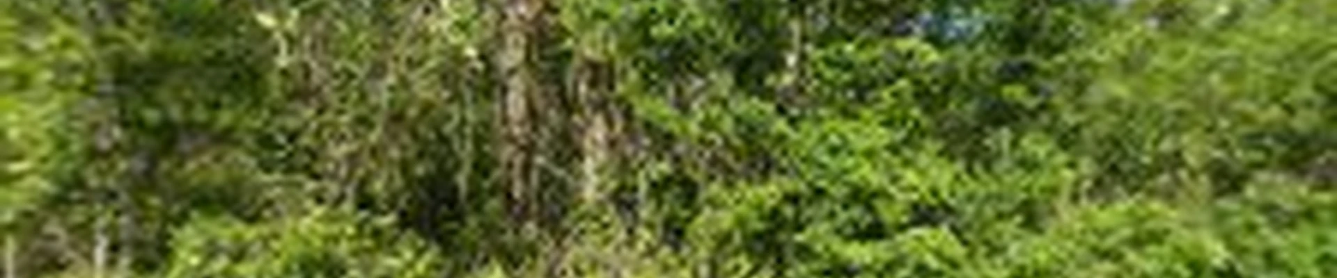 DR Tree Service