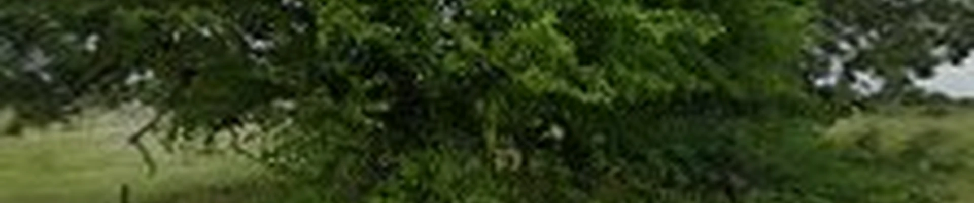 Top Point Tree