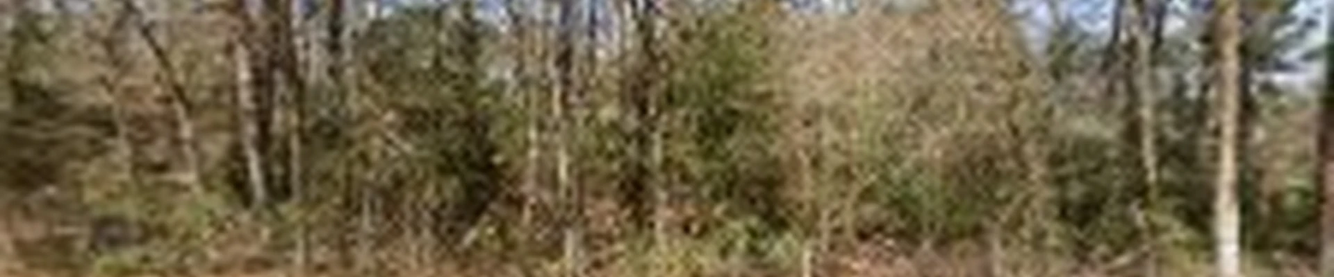 J And J Custom Tree Service