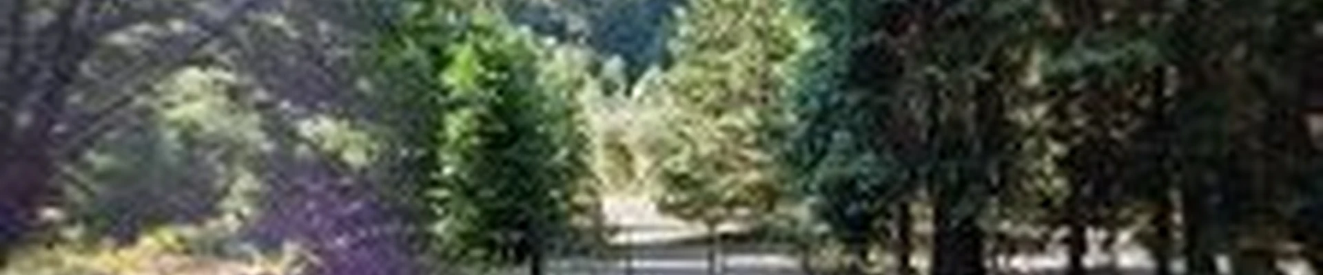 Dailey Brothers Tree Service