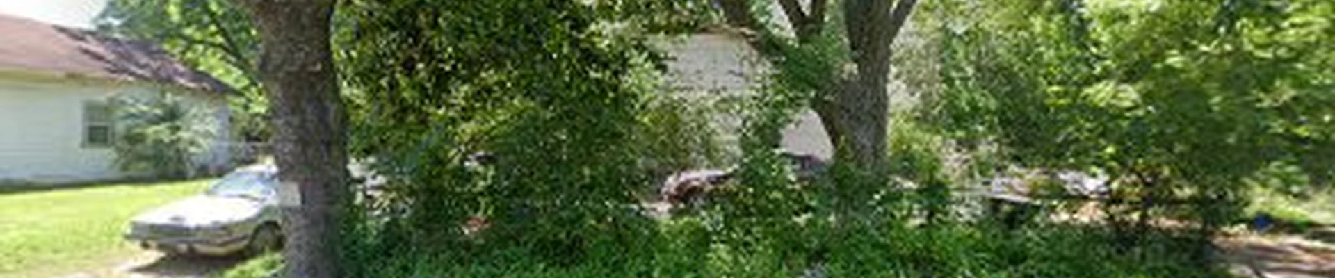 The Tree Guy