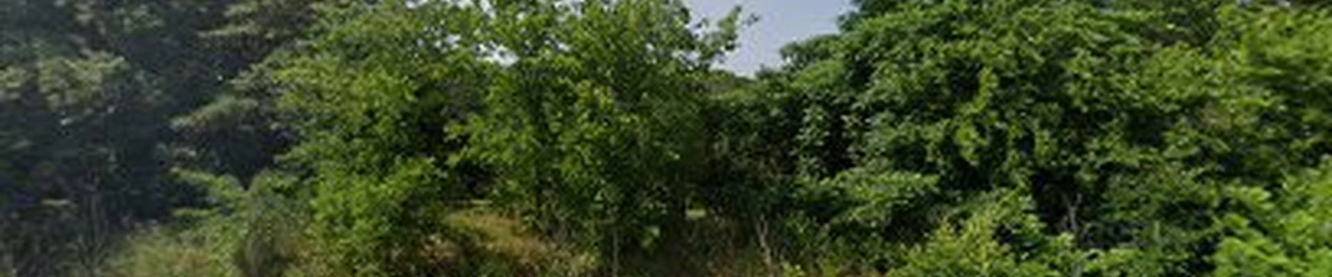 Tree Dimensional - Tree Surveys and Assessments