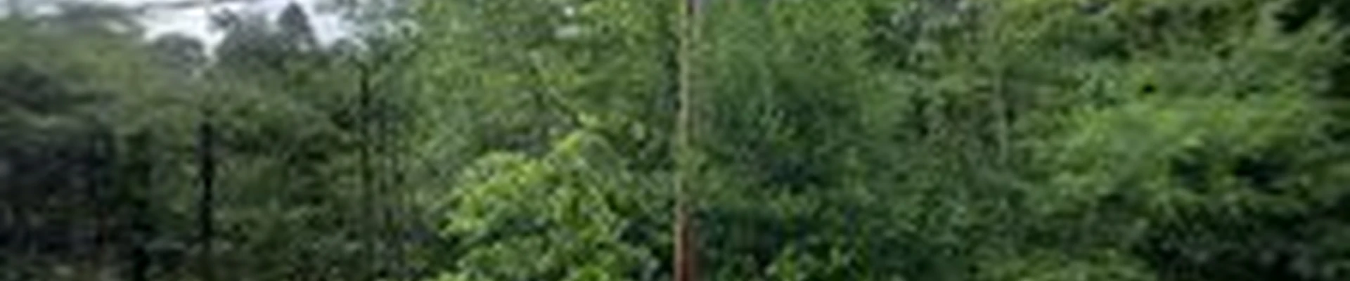 Lobos Tree Service