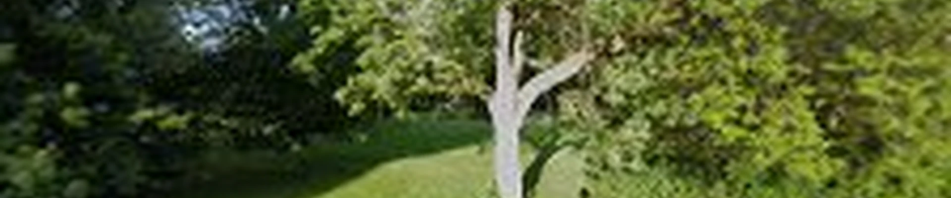Viking Tree Service LLC