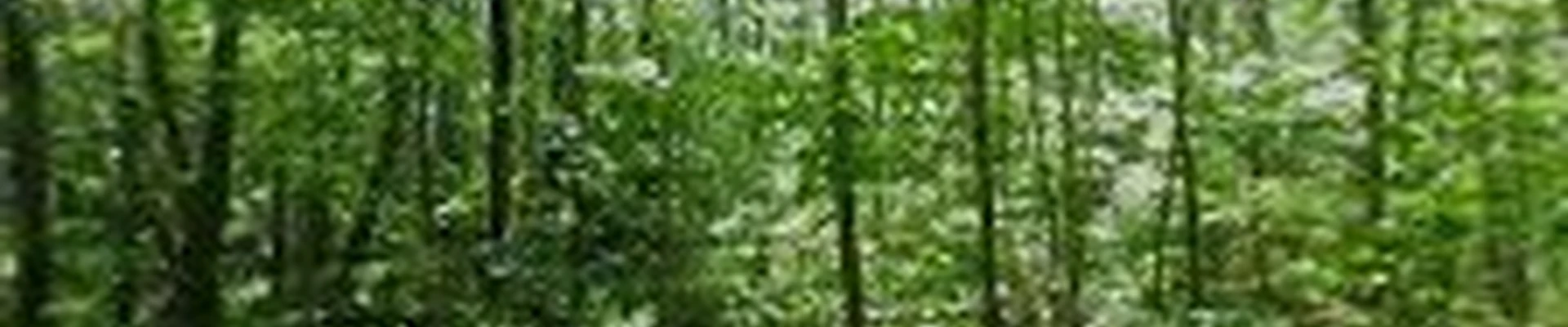 Spicer Tree Specialists