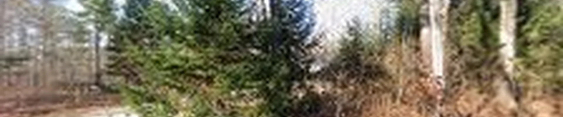 King’s Pine Tree Service