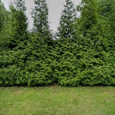 Dominic's Landscaping