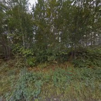 Yard and Tree Care
