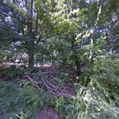 All Points Tree Service INC