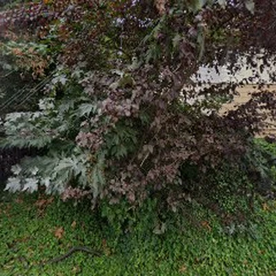 First State Capital Tree Service