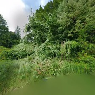 Elite Tree Inc